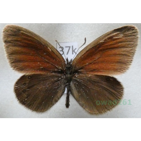 Coenonympha nolckeni Erschoff, 1874 Tadjikistan37k